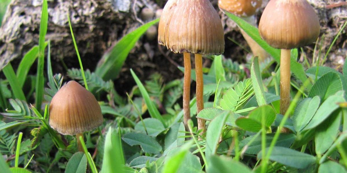 Psilotsibe-meksikanskaya-Psilocybe-mexicana